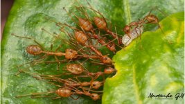 grüne Ameisen 4.jpg