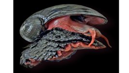 Vulkanschnecke.jpg