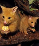 golden brushtail-kusu.jpg golden brushtail-kusu.jpg