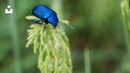 coleoptere bleu de ciel.jpg coleoptere bleu de ciel.jpg