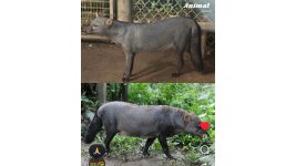 grauer Waldhund.jpg
