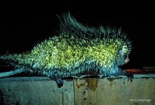 yellow porcupine.jpg