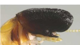 cryptotermes mobydicki.jpg