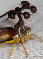 bocodyum treehopper 1.jpg