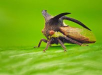 Bocodyum treehopper 2.jpeg