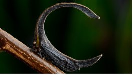 Bocodyum treehopper.jpg