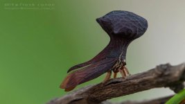 Bocodyum treehopper 4.jpg