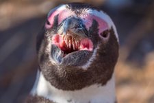 Das Innere eines Pinguinschnabels.jpg Das Innere eines Pinguinschnabels.jpg