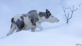 piebald Elch.jpg piebald Elch.jpg