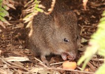 Langfuss-Potoroo.jpg Langfuss-Potoroo.jpg