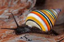 Candy can snail.jpg Candy can snail.jpg
