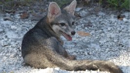 Cozumel Graufuchs.jpg Cozumel Graufuchs.jpg