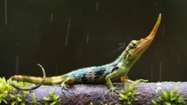 Pinocchio Anolis.jpg Pinocchio Anolis.jpg