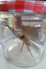 Nosferatu Spinne Glas.jpg