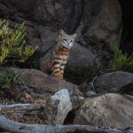 Colocolo Wildkatze.jpg