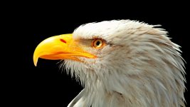 Adler.jpg Adler.jpg