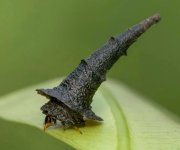 bagwormmoth.jpg bagwormmoth.jpg