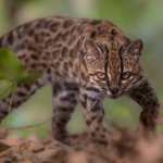 Leopardus Tilcayo.jpg Leopardus Tilcayo.jpg