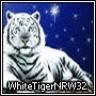 Tiger1904